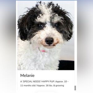 Mostly Mutts Donation 🐾 🐶 ❤️